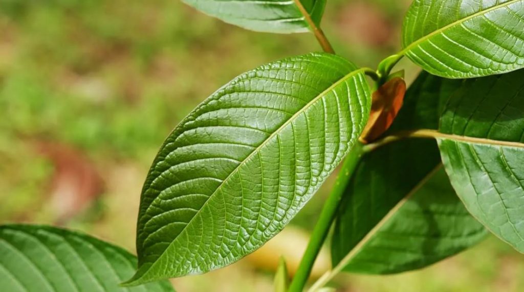 kratom