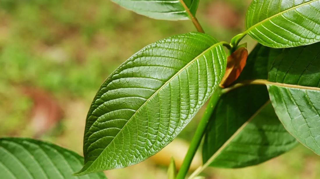 kratom